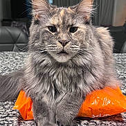Poppy joined the competition — help win amazing prizes! cat, fluffy, long_hair, orange_bag, countertop, indoor, pet, feline, whiskers, ears, face, paws, fur, gray_cat, domestic_cat, relaxed, home, curtains, furniture, table