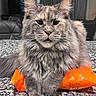 cat, fluffy, long_hair, orange_bag, countertop, indoor, pet, feline, whiskers, ears, face, paws, fur, gray_cat, domestic_cat, relaxed, home, curtains, furniture, table