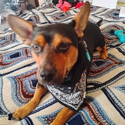 Jaxson is registered to the contest to win money with this photo: dog, bandana, pet, blanket, toy, indoor, furniture, brown, black, animal, paw, bed, pattern, household, resting, small_dog, ears, collar, nose, fur