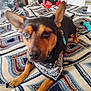 dog, bandana, pet, blanket, toy, indoor, furniture, brown, black, animal, paw, bed, pattern, household, resting, small_dog, ears, collar, nose, fur