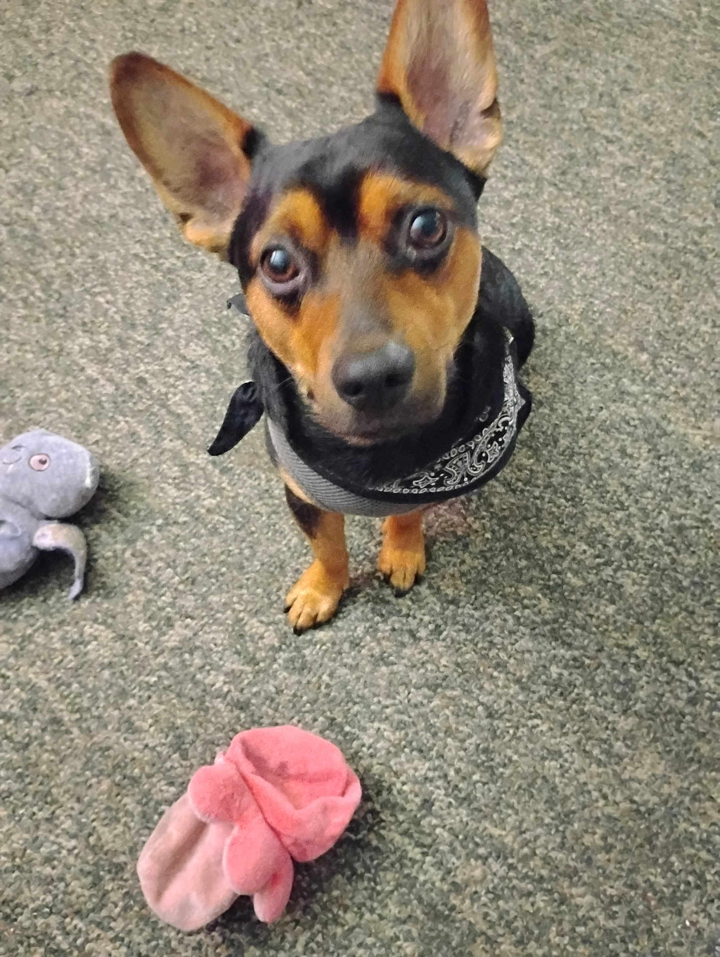 Jaxson is registered to the contest to win money with this photo: dog, small_dog, pet, carpet, bandana, toy, plush_toy, sock, brown_and_black, ears, cute, looking_up, indoor, floor, animal, companion, playful, curious, domestic_animal, friend