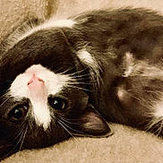 Peanut is registered to the contest to win money with this photo: cat, gray_cat, white_paws, upside_down, lying, carpet, pet, cute, whiskers, playful, fur, closeup, indoor, relaxed, animal, mammal, face, ears, nose, eyes