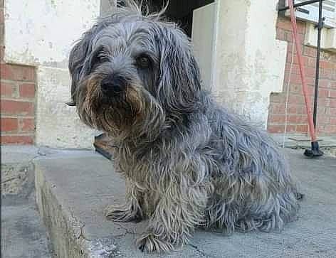 Bouboune a rejoint le concours — aidez-le/la à gagner de superbes lots ! ancient_dog_breeds, brick, brickwork, canidae, carnivore, companion_dog, dog, dog_breed, fur, small_terrier, snout, sporting_group, terrestrial_animal, terrier, toy_dog, working_animal, working_dog