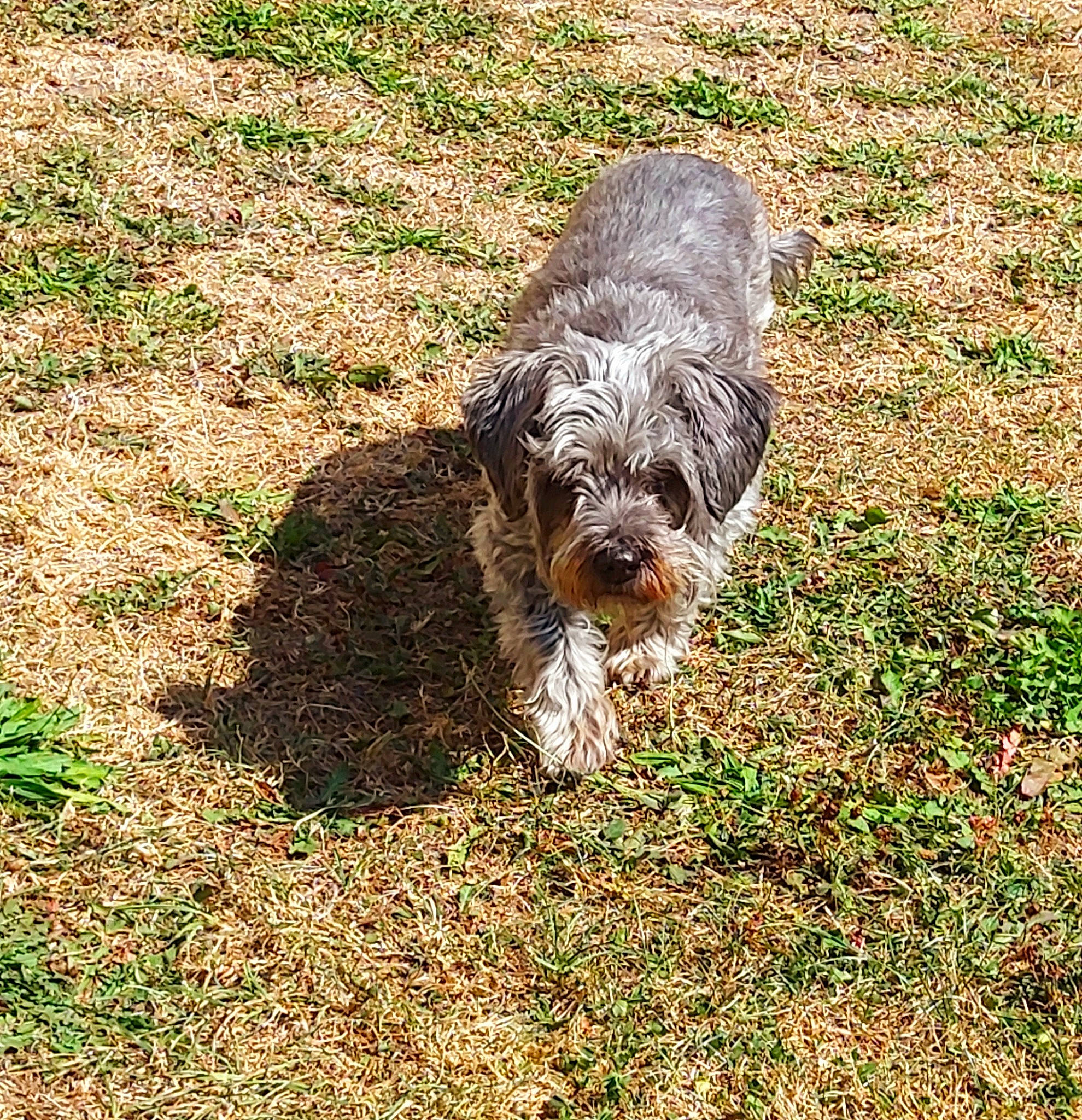 Bouboune participe au concours pour gagner de l'argent avec cette photo : canidae, carnivore, catalan_sheepdog, cockapoo, companion_dog, dog, dog_breed, fur, grass, groundcover, poodle, poodle_crossbreed, small_terrier, snout, soil, sporting_group, terrestrial_animal, terrier, toy_dog, water_dog