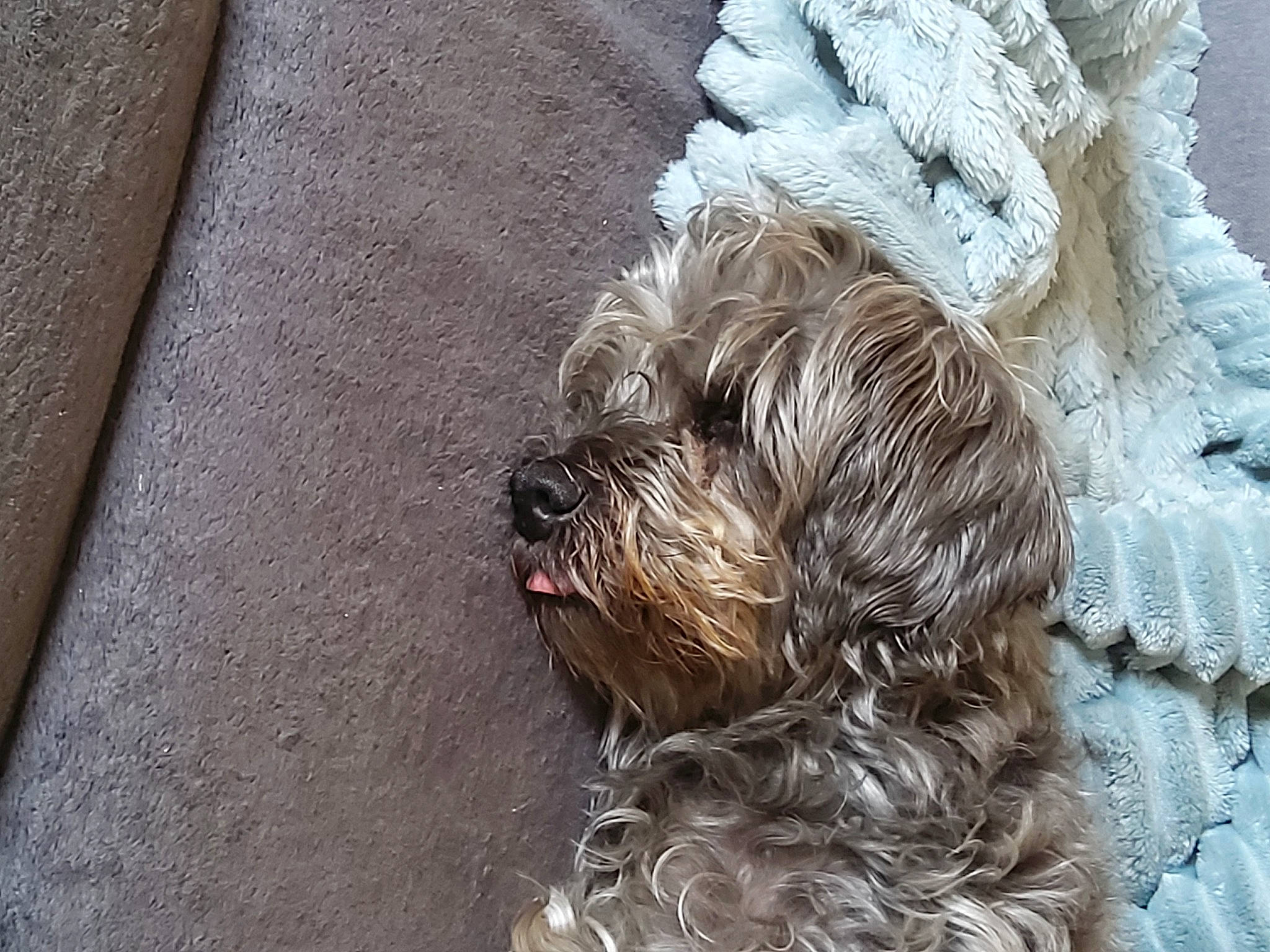 Bouboune participe au concours pour gagner de l'argent avec cette photo : canidae, carnivore, companion_dog, dog, dog_breed, dog_collar, dog_supply, fur, grey, liver, poodle, poodle_crossbreed, schnauzer, small_terrier, snout, sporting_group, terrier, toy_dog, water_dog, working_animal