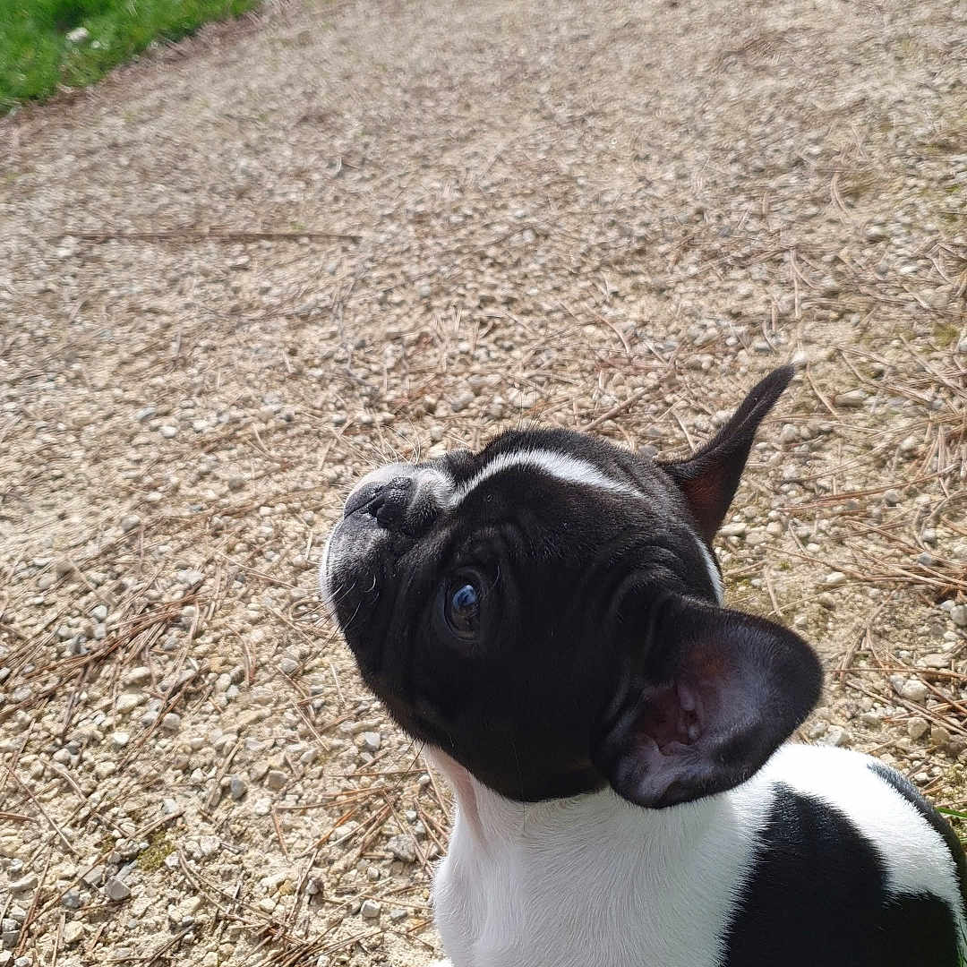 Marcel