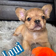 Loui is registered to the contest to win money with this photo: puppy, dog, cute, fluffy_rug, orange_toy, pet, small_dog, ears, fur, indoor, carpet, animal, adorable, young_animal, portrait, pet_toy, closeup, couch, home, relaxing