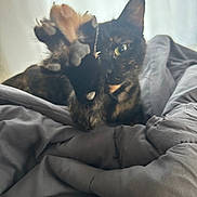 Chili is registered to the contest to win money with this photo: cat, tortoiseshell, paw, blanket, indoor, pet, feline, curious, green_eye, soft_light, cozy, close_up, fur, whiskers, claws, bed, comfort, animal, mammal, domestic