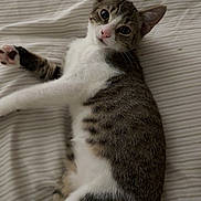 Benny joined the competition — help win amazing prizes! cat, tabby, pet, animal, indoor, bed, striped_bed_sheet, lying_down, curious, feline, whiskers, ears, paw, fur, relaxed, closeup, domestic_cat, cute, young_cat, sleepy