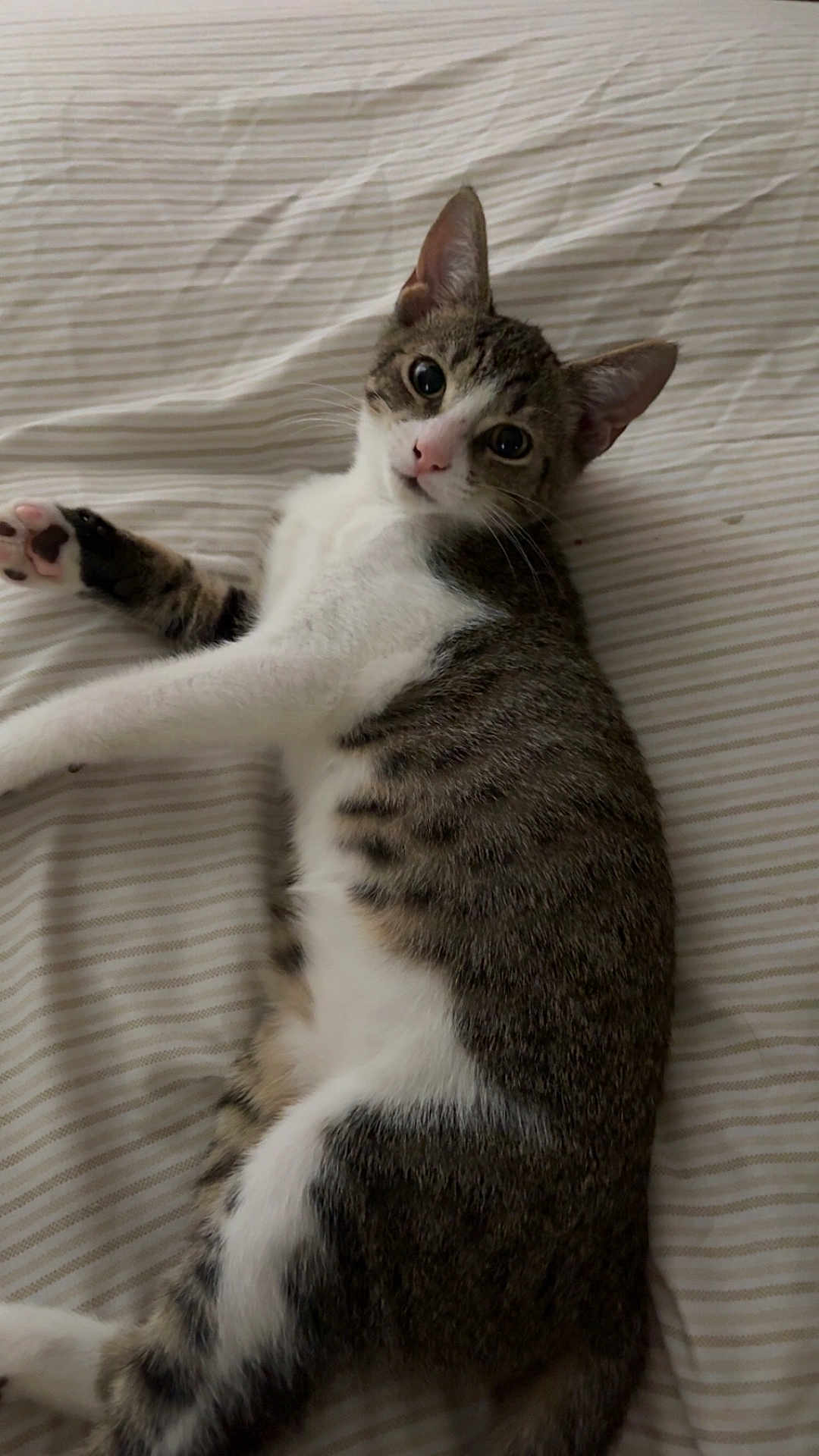 Benny joined the competition — help win amazing prizes! cat, tabby, pet, animal, indoor, bed, striped_bed_sheet, lying_down, curious, feline, whiskers, ears, paw, fur, relaxed, closeup, domestic_cat, cute, young_cat, sleepy