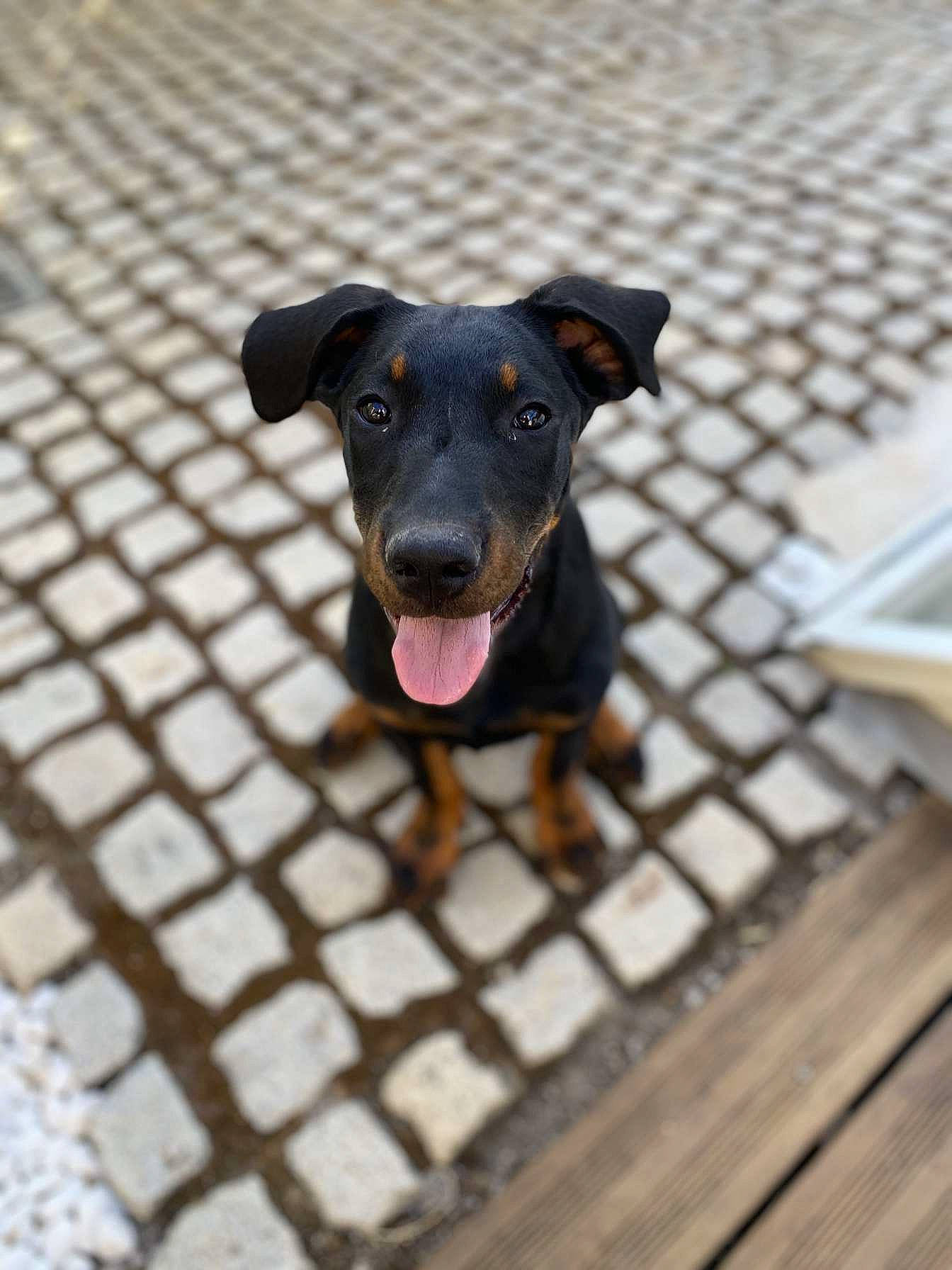 Kalie participe au concours pour gagner de l'argent avec cette photo : beauceron, black_and_tan_terrier, canidae, carnivore, dog, dog_breed, german_pinscher, guard_dog, jagdterrier, mammal, manchester_terrier, miniature_pinscher, pinscher, snout, street_dog, toy_manchester_terrier, vertebrate, working_dog