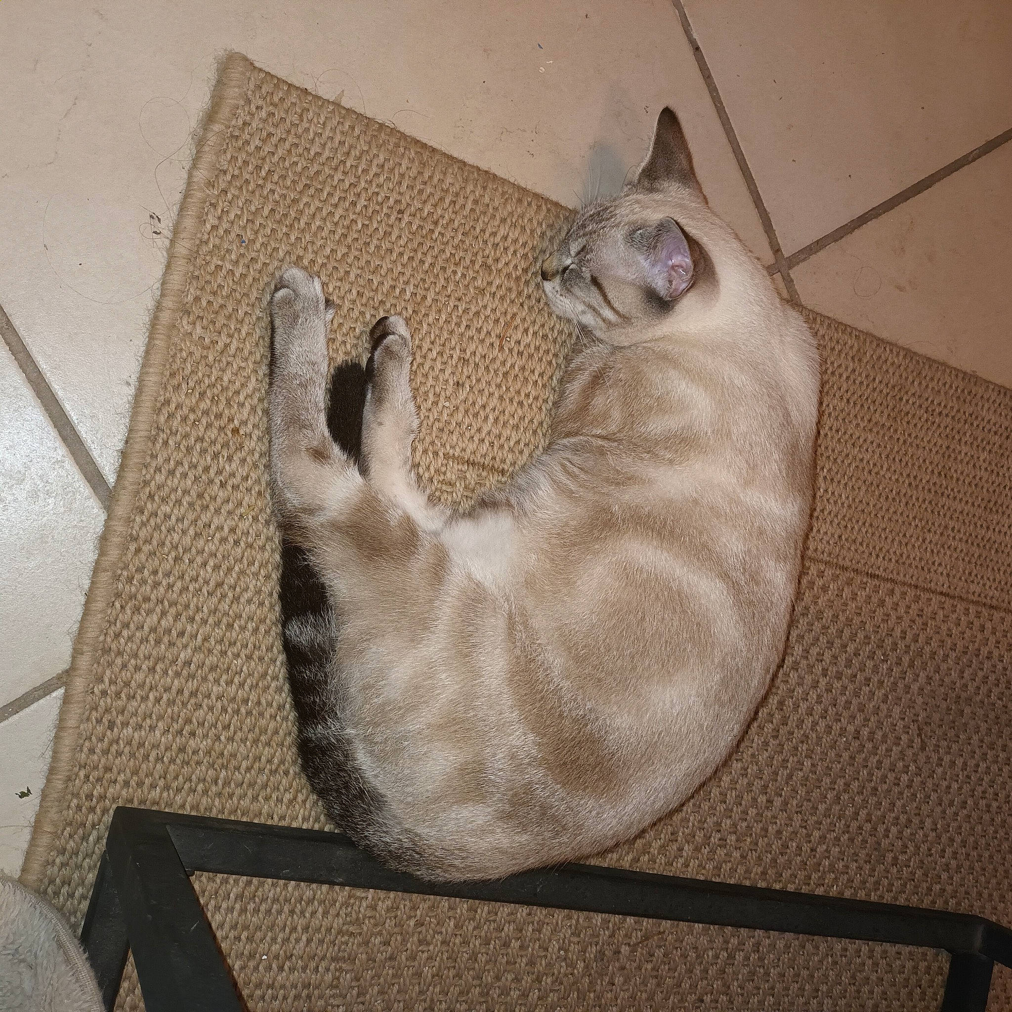 Guimauve participe au concours pour gagner de l'argent avec cette photo : carnivore, cat, comfort, domestic_short_haired_cat, fawn, felidae, flooring, foot, fur, grey, nap, paw, room, small_to_medium_sized_cats, tail, whiskers