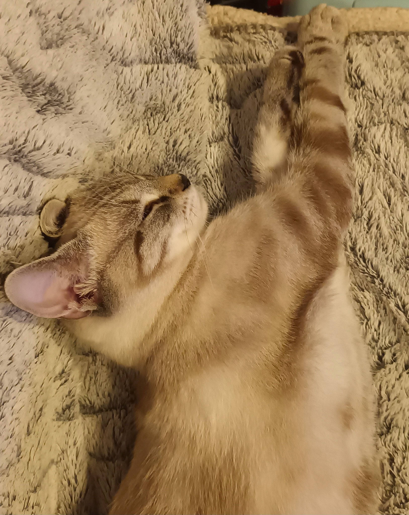 Guimauve a rejoint le concours — aidez-le/la à gagner de superbes lots ! big_cats, canidae, carnivore, claw, close_up, comfort, fang, fawn, felidae, fur, grass, lion, livestock, masai_lion, paw, small_to_medium_sized_cats, snout, tail, terrestrial_animal, whiskers