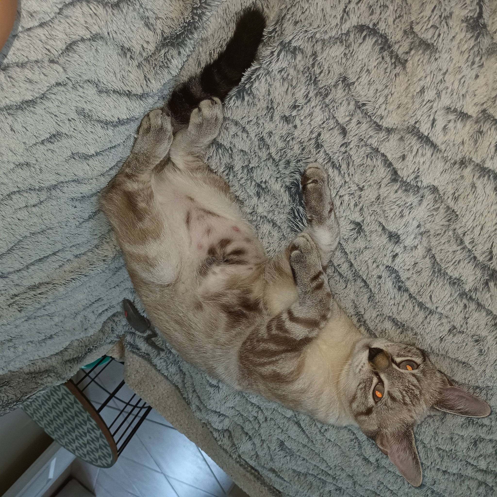 Guimauve participe au concours pour gagner de l'argent avec cette photo : art, artifact, carving, facade, felidae, fur, pattern, paw, relief, rock, sculpture, small_to_medium_sized_cats, statue, stone_carving, trunk, visual_arts, wood