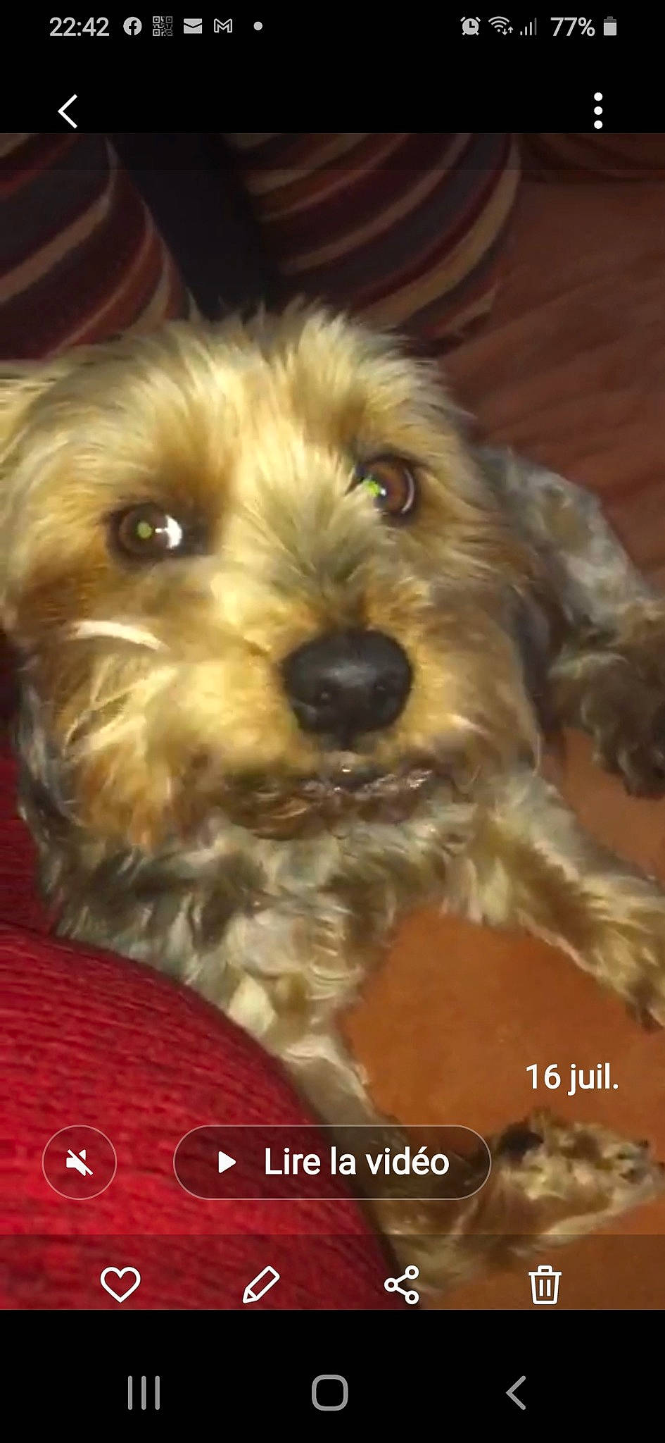 Scoubidou a rejoint le concours — aidez-le/la à gagner de superbes lots ! bolonka, bosnian_coarse_haired_hound, canidae, carnivore, companion_dog, dog, dog_breed, dutch_smoushond, glen_of_imaal_terrier, mammal, puppy, rare_breed_dog, schnoodle, small_terrier, snout, sporting_group, sporting_lucas_terrier, terrier, vertebrate, yorkshire_terrier