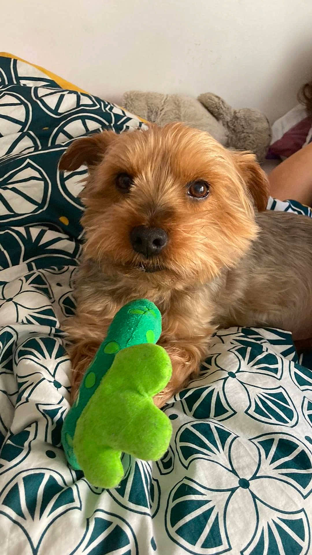 Scoubidou participe au concours pour gagner de l'argent avec cette photo : ball, canidae, carnivore, companion_dog, dog, dog_breed, dog_supply, dog_toy, fawn, fur, liver, pet_supply, puppy, small_terrier, snout, sporting_group, tennis_ball, toy, toy_dog, working_animal