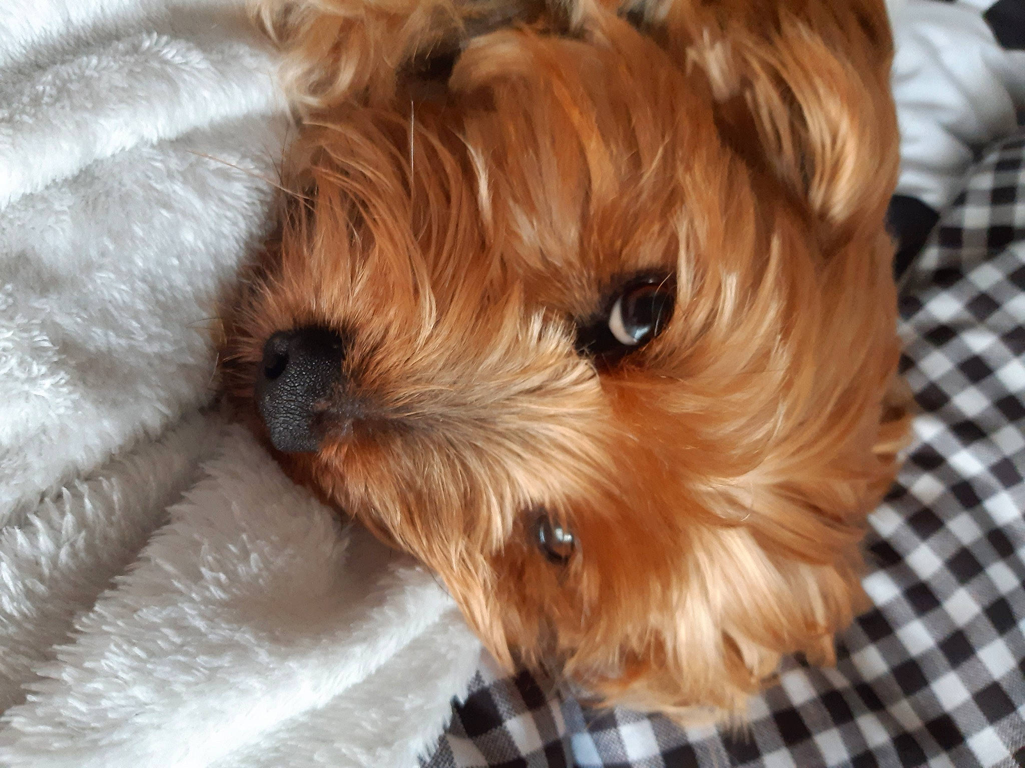 Scoubidou a rejoint le concours — aidez-le/la à gagner de superbes lots ! australian_terrier, canidae, carnivore, companion_dog, dog, dog_breed, firefighter, fur, liver, pattern, plaid, small_terrier, snout, sporting_group, tartan, terrier, toy_dog, working_animal, yorkipoo, yorkshire_terrier