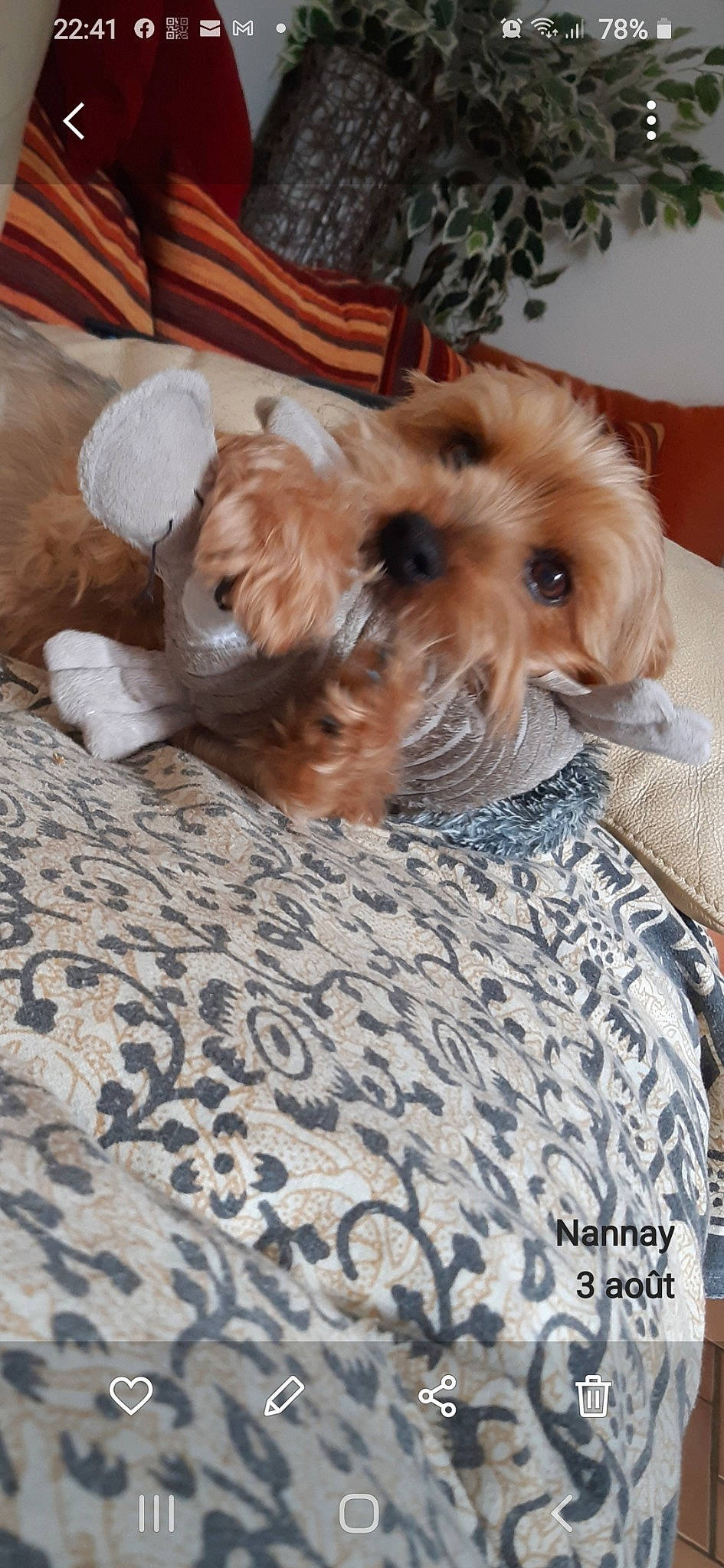 Scoubidou a rejoint le concours — aidez-le/la à gagner de superbes lots ! bolonka, canidae, carnivore, cavachon, companion_dog, dog, dog_breed, dutch_smoushond, glen_of_imaal_terrier, maltepoo, mammal, morkie, puppy, schnoodle, shih_tzu, sporting_lucas_terrier, terrier, vertebrate, yorkipoo, yorkshire_terrier