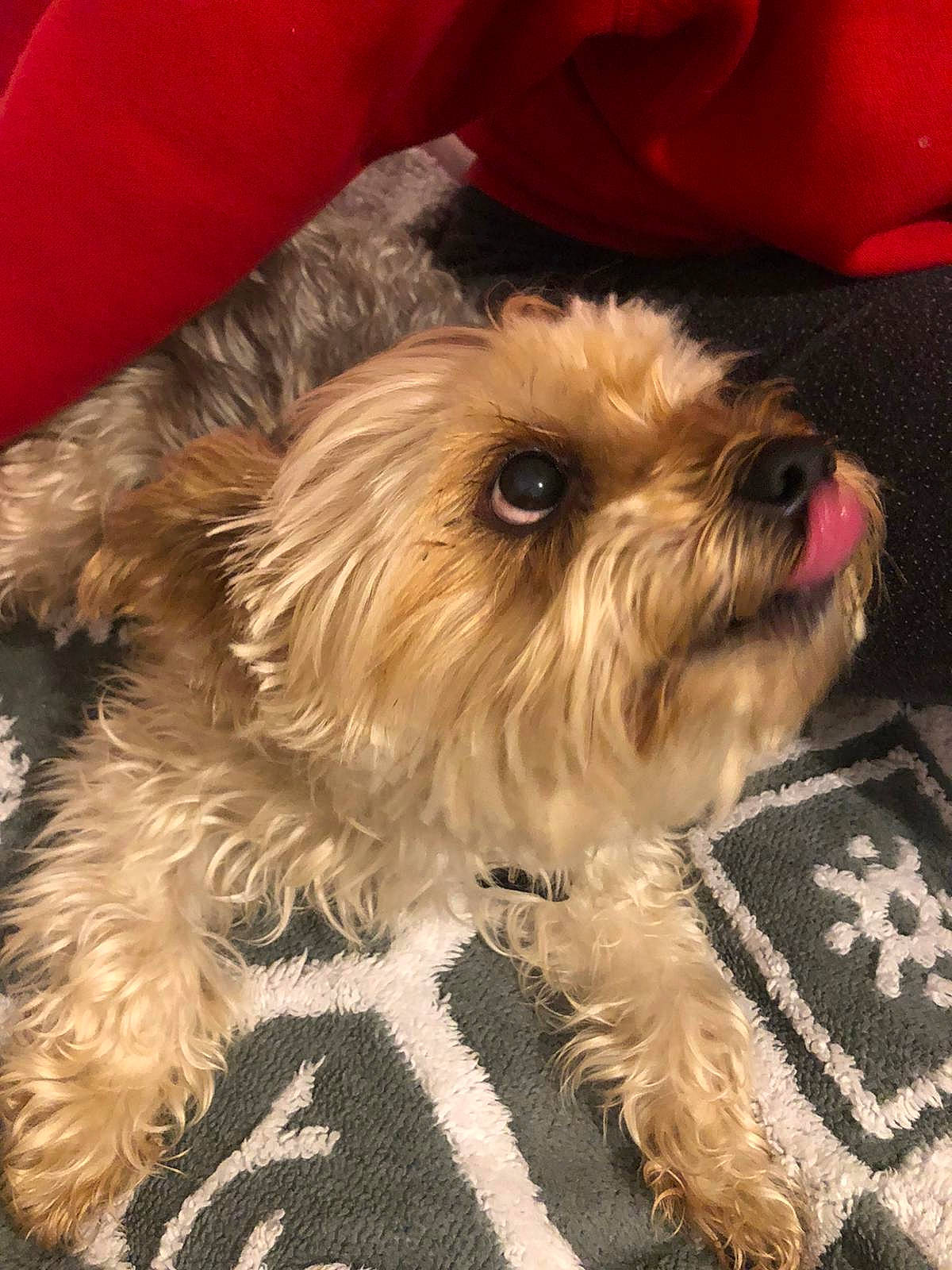 Hermès a rejoint le concours — aidez-le/la à gagner de superbes lots ! canidae, carnivore, cockapoo, companion_dog, dog, dog_breed, dutch_smoushond, glen_of_imaal_terrier, maltepoo, mammal, morkie, puppy, schnoodle, small_terrier, snout, sporting_lucas_terrier, terrier, toy_dog, vertebrate, yorkshire_terrier