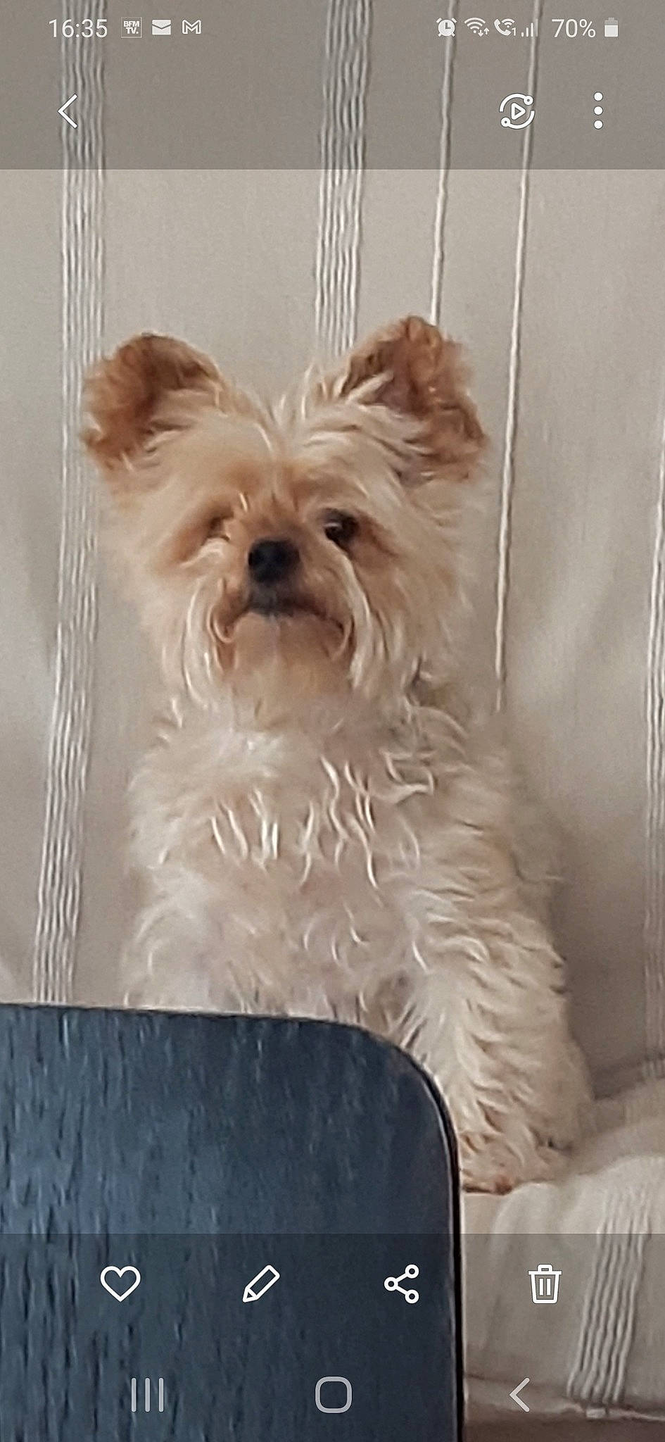 Hermès participe au concours pour gagner de l'argent avec cette photo : biewer_terrier, canidae, carnivore, companion_dog, dog, dog_breed, dog_supply, fawn, fur, liver, maltepoo, non_sporting_group, small_terrier, snout, sporting_group, terrestrial_animal, terrier, toy_dog, working_animal