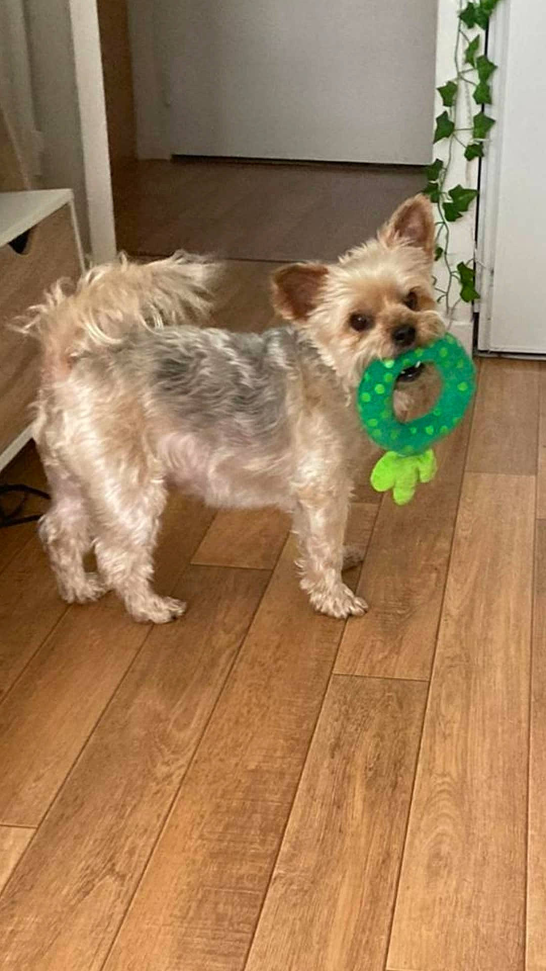 Hermès a rejoint le concours — aidez-le/la à gagner de superbes lots ! carnivore, collar, companion_dog, dog, dog_breed, dog_clothes, dog_collar, dog_supply, fawn, flooring, hardwood, pet_supply, small_terrier, snout, sporting_group, tail, terrier, toy_dog, wood, working_animal