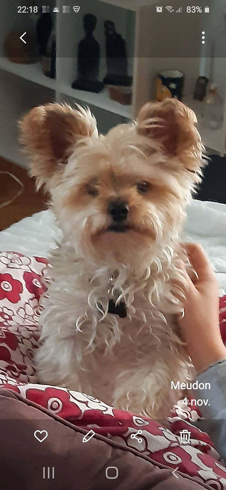 Hermès a rejoint le concours — aidez-le/la à gagner de superbes lots ! biewer_terrier, bolonka, canidae, carnivore, chinese_imperial_dog, companion_dog, dog, dog_breed, maltepoo, mammal, morkie, puppy, small_terrier, snout, terrier, toy_dog, vertebrate, west_highland_white_terrier, yorkipoo, yorkshire_terrier