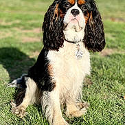 Shakespeare a rejoint le concours — aidez-le/la à gagner de superbes lots ! adorable, animal, canine, cavalier_king_charles_spaniel, collar, cute, dog, domestic_animal, ears, friendly, fur, grass, mammal, nature, outdoor, pet, portrait, sitting, sunlight, watchful