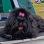 dog, black_dog, fluffy, bow, tongue_out, pet, animal, outdoor, tent, table, grass, event, canine, cute, fur, resting, close_up, adorable, companion, portrait