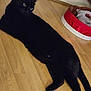 black_cat, cat, pet, animal, wooden_floor, flooring, pet_bed, blanket, indoor, feline, resting, lying_down, looking_away, cozy, domestic_animal, home, fur, whiskers, ears, tail