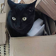 Tibou'Dzan a rejoint le concours — aidez-le/la à gagner de superbes lots ! black_cat, cat, cardboard_box, box, pet, animal, indoor, curious, eyes, feline, woven_mat, home, cozy, mischievous, domestic_cat, sitting, close_up, soft_light, curled_up, relaxed