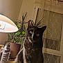 cat, black_cat, indoor, lamp, plant, potted_plant, window, curtains, desk, furniture, pet, animal, fur, whiskers, eyes, light, shadow, home, cozy, curious