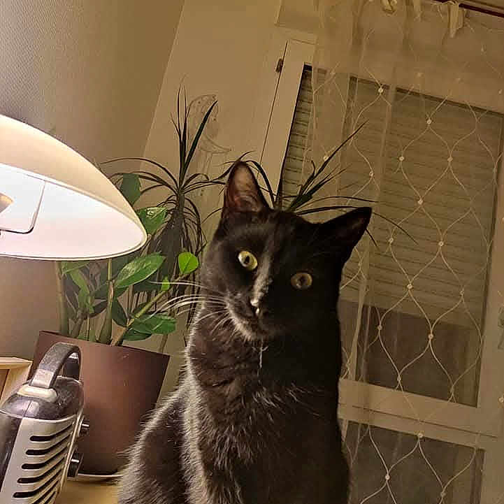 Tibou'Dzan participe au concours pour gagner de l'argent avec cette photo : animal, black_cat, cat, cozy, curious, curtains, desk, eyes, fur, furniture, home, indoor, lamp, light, pet, plant, potted_plant, shadow, whiskers, window