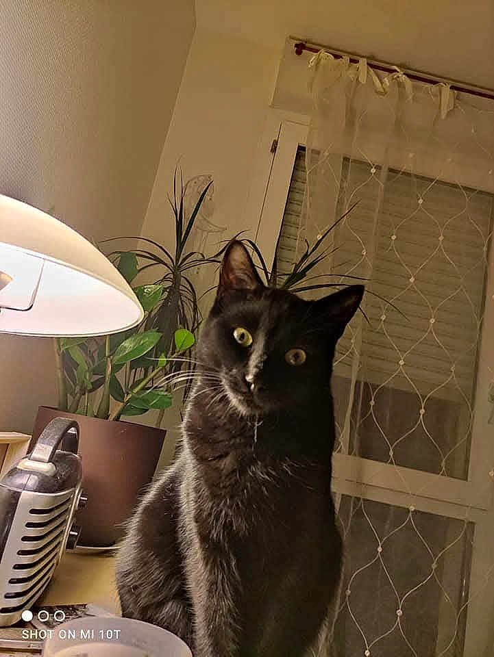 Tibou'Dzan participe au concours pour gagner de l'argent avec cette photo : cat, black_cat, indoor, lamp, plant, potted_plant, window, curtains, desk, furniture, pet, animal, fur, whiskers, eyes, light, shadow, home, cozy, curious