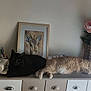 Tibou'Dzan a rejoint le concours — aidez-le/la à gagner de superbes lots ! black_cat, beige_cat, sleeping_cat, cat, indoor, dresser, lamp, cup, book, framed_painting, deer_painting, vase, pink_flowers, window, curtains, daylight, relaxing, pets, furniture, home_decor