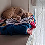 Ti'Sablé participe au concours pour gagner de l'argent avec cette photo : cat, sleeping, blanket, pile, dresser, window, curtain, indoor, cozy, resting, ginger_cat, feline, fur, pets, relaxation, soft_light, home, domestic, comfort, quiet