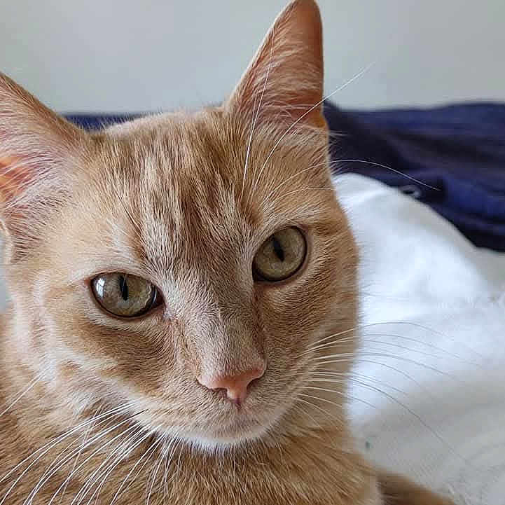 Ti'Sablé a rejoint le concours — aidez-le/la à gagner de superbes lots ! animal, blanket, cat, close_up, comfort, curious, cute, domestic_cat, ears, eyes, feline, fur, ginger_cat, indoor, pet, portrait, relaxed, resting, soft, whiskers