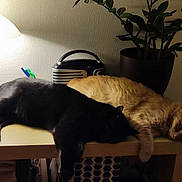 Ti'Sablé a rejoint le concours — aidez-le/la à gagner de superbes lots ! cat, black_cat, ginger_cat, sleeping, table, lamp, plant, cup, bedroom, cozy, indoor, furniture, resting, pets, domestic_animal, relaxation, fur, animal, side_view, two_cats