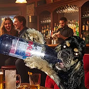 Sealy joined the competition — help win amazing prizes! animal, bar, bartender, beer, bottle, celebration, dog, drink, friends, funny, glasses, indoor, laughing, nightlife, party, people, pet, red_sofa, social, table