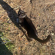 Zues is registered to the contest to win money with this photo: animal, black_cat, cat, curious, daylight, dirt, dry_grass, feline, grass, ground, looking_up, mammal, nature, outdoor, pet, shadow, small_animal, sunlight, tail, whiskers