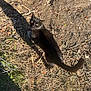 animal, black_cat, cat, curious, daylight, dirt, dry_grass, feline, grass, ground, looking_up, mammal, nature, outdoor, pet, shadow, small_animal, sunlight, tail, whiskers