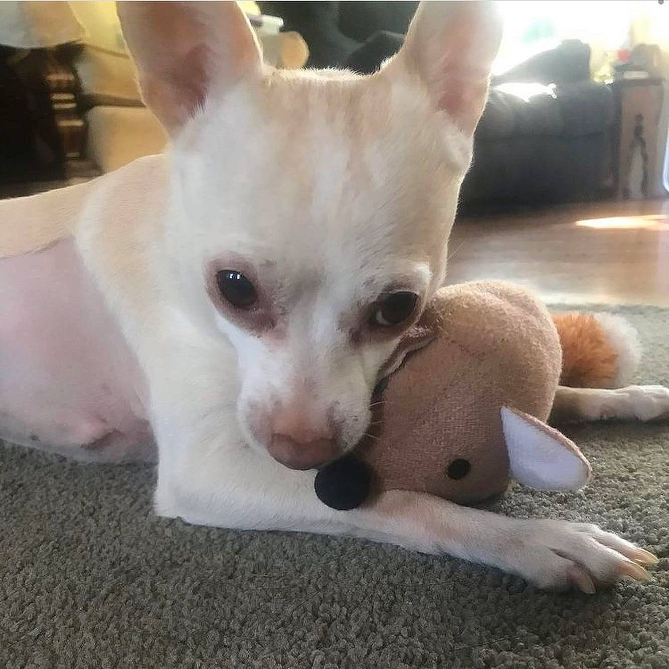 Puppia joined the competition — help win amazing prizes! bored, canidae, carnivore, comfort, companion_dog, dog, dog_breed, dog_supply, ear, eye, fawn, fur, head, snout, sporting_group, tail, terrestrial_animal, toy_dog, whiskers, working_animal