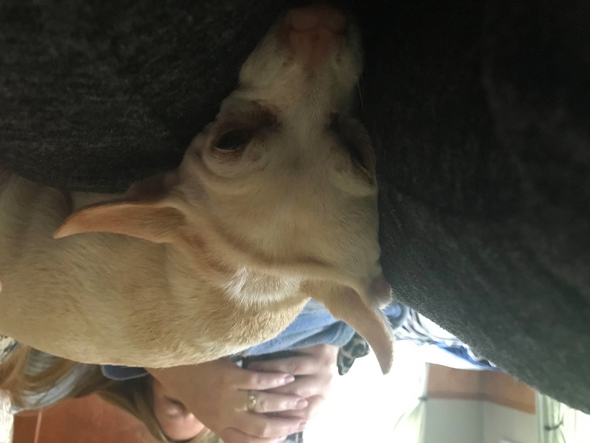 Puppia is registered to the contest to win money with this photo: canidae, carnivore, companion_dog, dog, dog_breed, ear, fawn, felidae, gesture, non_sporting_group, small_to_medium_sized_cats, smile, snout, sporting_group, terrestrial_animal, whiskers, working_animal, wrinkle