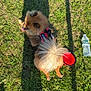 Pom Pom joined the competition — help win amazing prizes! animal, canine, cute, daytime, dog, fluffy_dog, grass, nature, outdoor, park, pet_harness, playing, resting, shadow, small_dog, summer, sunlight, tongue_out, water_bottle, water_bowl