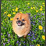 animal, canine, cute, dandelions, dog, flowers, fluffy, friendly, grass, greenery, happy, nature, outdoor, pet, pomeranian, purple_flowers, small_dog, smiling, spring, sunny