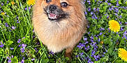 Pom Pom joined the competition — help win amazing prizes! animal, cute, dandelions, dog, fluffy, fur, grass, greenery, happy, nature, outdoor, pet, pomeranian, purple_flowers, small_dog, smiling, spring, sunlight, wildflowers, yellow_flowers