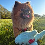 Pom Pom is registered to the contest to win money with this photo: animal, blue_sky, cute, dandelions, dog, field, fluffy, grass, happy, love, nature, outdoor, pet, playful, plush_toy, pomeranian, red_heart, sunlight, tongue_out, toy