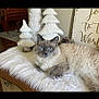 cat, blue_eyes, fluffy, fur_rug, white, decor, christmas_trees, holiday, indoor, cozy, table, wooden, sign, relaxed, pet, animal, feline, home, decorative, resting