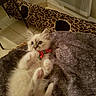 animal, blanket, blue_eyes, bow, cat, cat_tunnel, cozy, cute, floor, fur, furry, indoor, kitten, leopard_print, paws, pet, playful, tile, whiskers, young