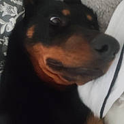 Nala participe au concours pour gagner de l'argent avec cette photo : dog, doberman, close_up, blurry, pet, animal, lying_down, fur, black, brown, face, nose, ear, bed, cushion, fabric, indoor, cute, expression, resting