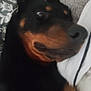 dog, doberman, close_up, blurry, pet, animal, lying_down, fur, black, brown, face, nose, ear, bed, cushion, fabric, indoor, cute, expression, resting